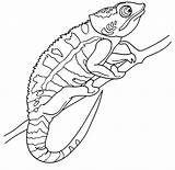 Chameleon Coloring Pages Printable Template Kids Henkes Kevin Carle Mixed Eric Tangled Flap Draw Drawing Getdrawings Results Coloringhome Comments Keyword sketch template