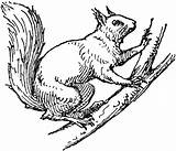 Squirrel Arboreal Rodent Thegraphicsfairy Designlooter Burning sketch template