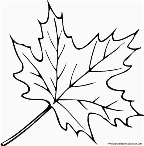 maple leaf colouring page