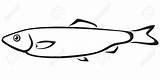Sardine Sprat Fish Coloring Vector Contour Stock Sea Designlooter Premium Clipart Freeimages Anchovy 1300 650px 36kb sketch template