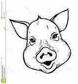 Pig Head Sketch Drawing Face Piglet Draw Vector Pigs Drawings Paintingvalley Coloring Pages Getdrawings sketch template