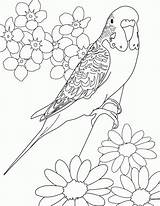 Parakeet Budgie Periquitos 塗り絵 Perico Colouring Drawing Birds Aves Budgies Bordar Canary Parakeets ぬりえ 大人 Bordados Bordado Colorare Parrots Coloringhome sketch template