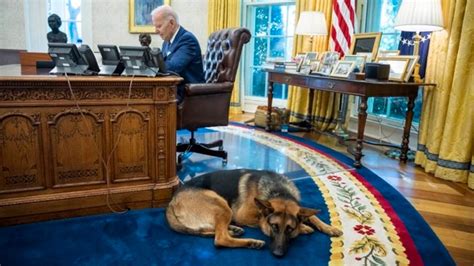 bidens canine companion commander loves  visit oval office