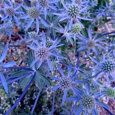 sea holly deep blue seeds  seed collection