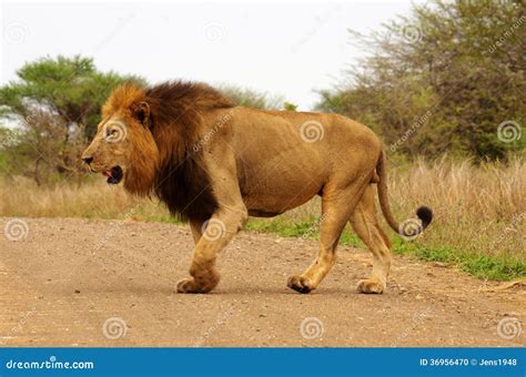 male lion stock photo image   road kruger lion
