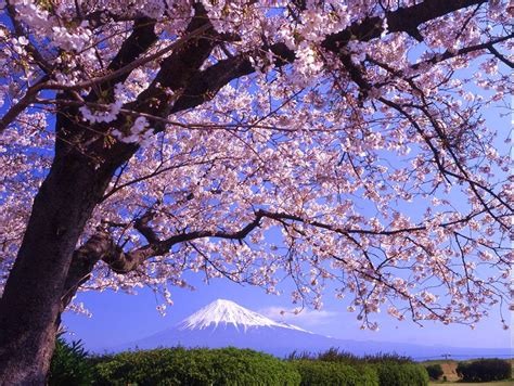 bobeiras em geral monte fuji japão