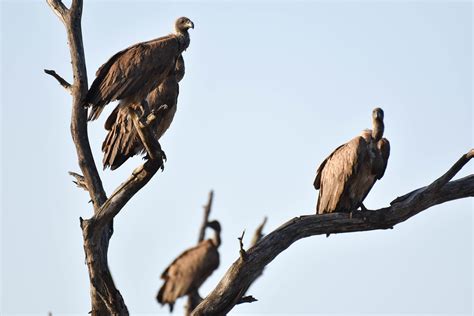 vultures  tree hillfamily dot net