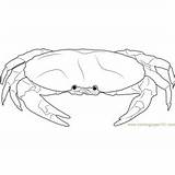 Crab Coloring Pages Blue Crustaceans Coloringpages101 Kids sketch template
