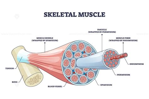 skeletal muscle structure  anatomical  layers outline diagram