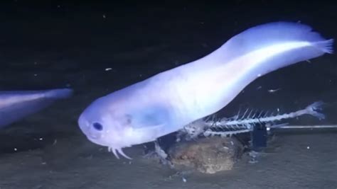 atacama snailfish  squishy deep sea fish melts tdnews