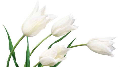 white flowers wallpaper high definition high quality widescreen
