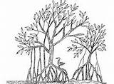 Mangrove Laulau Ecology sketch template