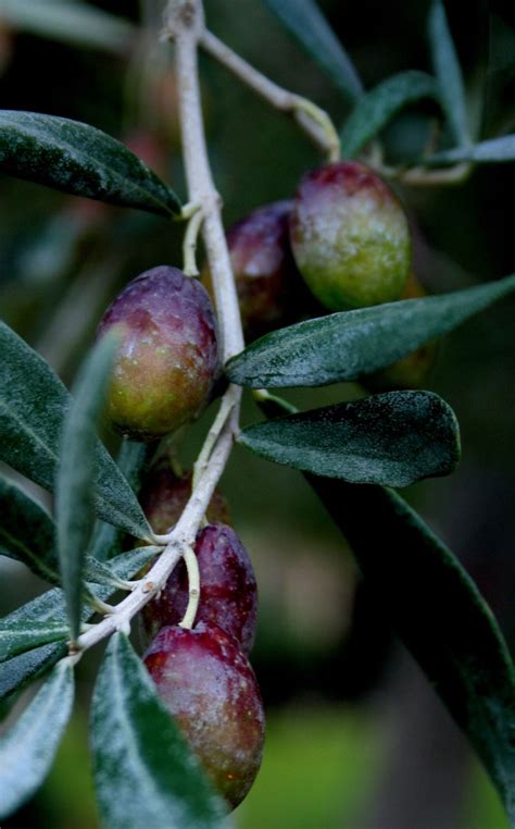 images   goodness  olives  pinterest