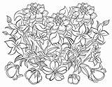 Coloring Flowers Exquisite Amazingly sketch template
