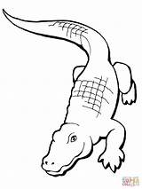 Alligator Crocodile Coloring American Drawing Cartoon Pages Realistic Line Clipart Printable Simple Chinese Kids Cliparts Clip Print Alligators Cute Nile sketch template