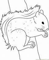 Squirrel Fennec Pose sketch template