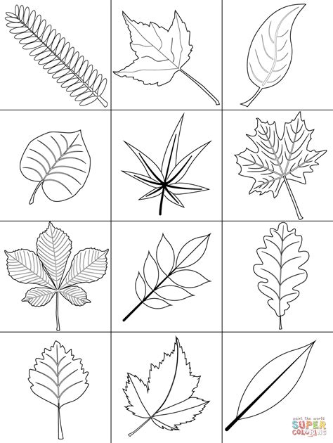 autumn leaves coloring page  printable coloring pages