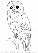 Owl Draw Drawing Step Tawny Owls Drawings Bird Tree Tutorial Outline Simple Animal Birds Sketches Easy Tutorials Sketch Drawingtutorials101 Pencil sketch template