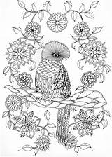 Coloring Pages Adults Bird Wordpress Books Adult Choose Board Colouring Ptak Rajski sketch template