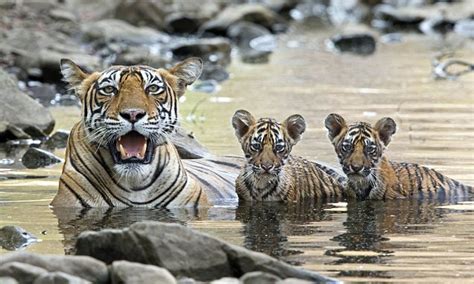 Bangladesh Police Kill 6 Alleged Tiger Poachers In Gunfight Daily