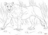 Lioness Coloring Pages Walking Lion Female Printable Drawing Color sketch template