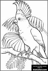 Coloring Cockatoo Pages Popular sketch template