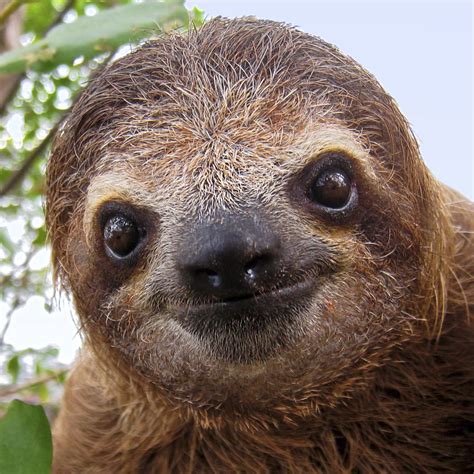 toed sloth singaporesenturin