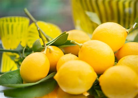 grow citrus fruit indoors espoma