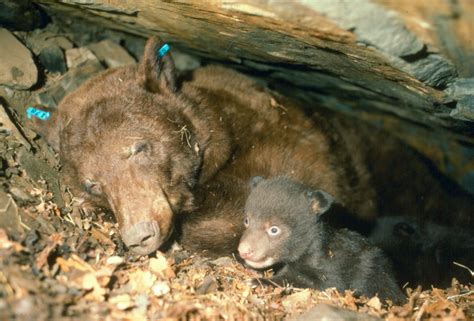 hibernation  cubs bear smart durango