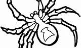 Colorare Ragni Spiders Tarantole Tarantulas sketch template