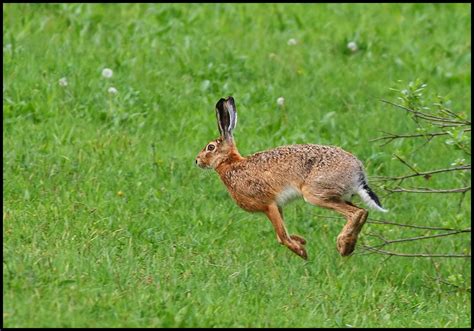 airguns rabbit hunter tips