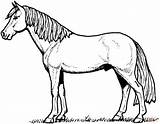 Horse Coloring Pages Print Stallion sketch template