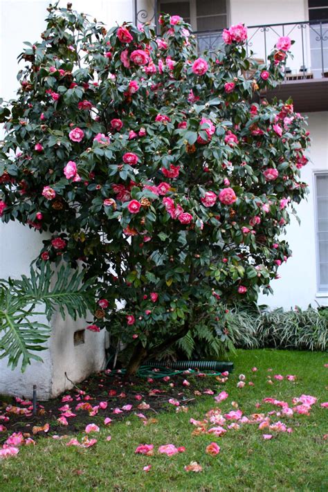 happymenocal garden front  house flowering bushes front yard