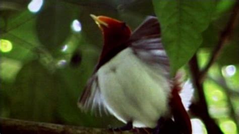 Birds Of The Gods Birds Of Paradise And Sexual Selection Nature Pbs