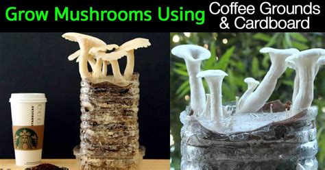 grow mushrooms  coffee grounds cardboard
