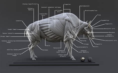 artstation bison study  muscles