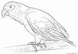 Parrot African Grey Draw Drawing Step Line sketch template