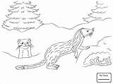 Weasel Coloringbay sketch template