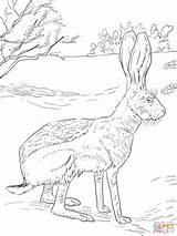 Colorare Antelope Jackrabbit Burros Disegni Lepre Designlooter Lantern Mammals Hares Tailed sketch template