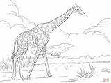 Coloring Giraffe Pages Reticulated Animals Realistic Printable Animal Supercoloring Colouring Sheets Drawing African Safari Adult Giraffes Puzzle Skip Main sketch template