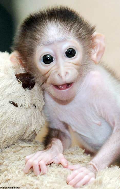 desktop wallpapers backgrounds monkey pictures baby monkey