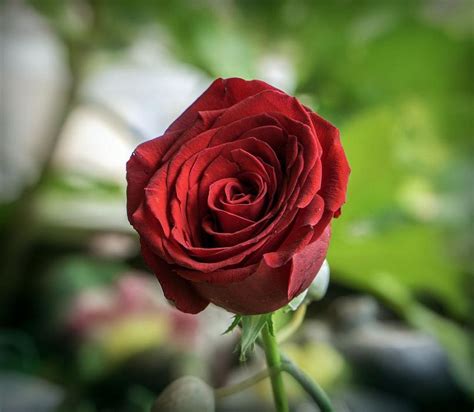 principales caracteristicas de una rosa  flor del amor