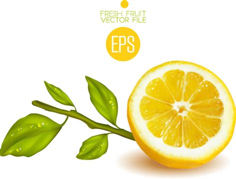 fresh cut lemon design vector  vector  encapsulated postscript