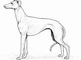 Whippet Galgos Collie sketch template