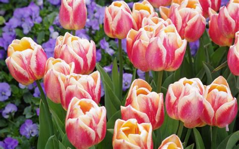 la magie des tulipes la terre est  jardin