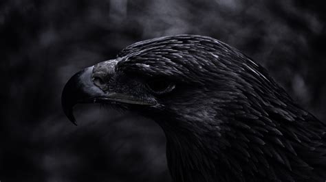 eagle wings  black background hd black aesthetic wa vrogueco