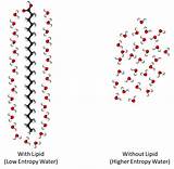 Lipids Lipid Molecules Molecule Entropy Supplemental Ordered Micelle sketch template