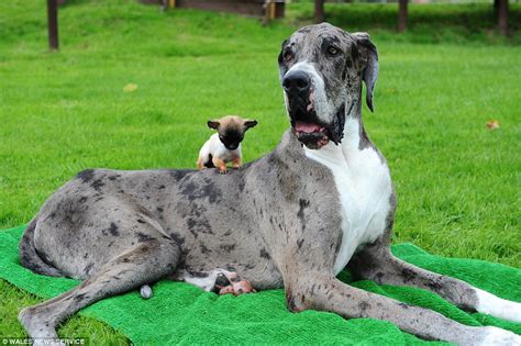 great dane believed    worlds tallest meets   britains smallest dog daily mail