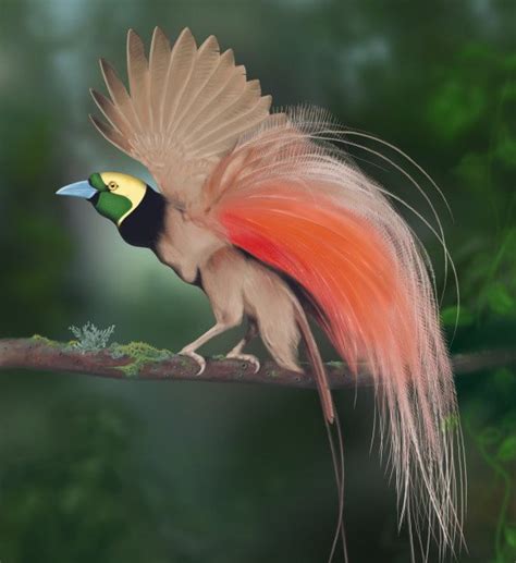 What Is The National Bird Of Papua New Guinea Quora