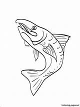 Trout Coloring Brook Rainbow Drawing Pages Getdrawings Getcolorings sketch template